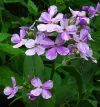 hesperis-matronalis
